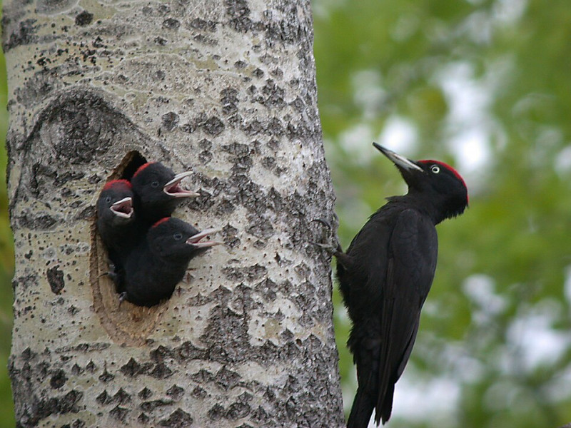 Sortie oiseaux