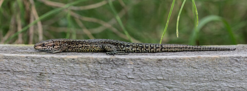 Sortie reptiles