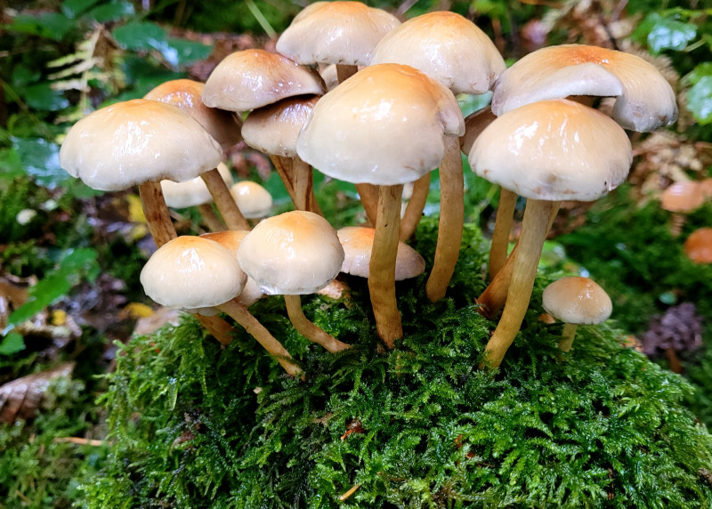 a5c81440df41fda8d4218d2586dac722