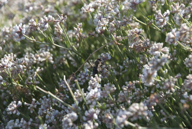 abeilles