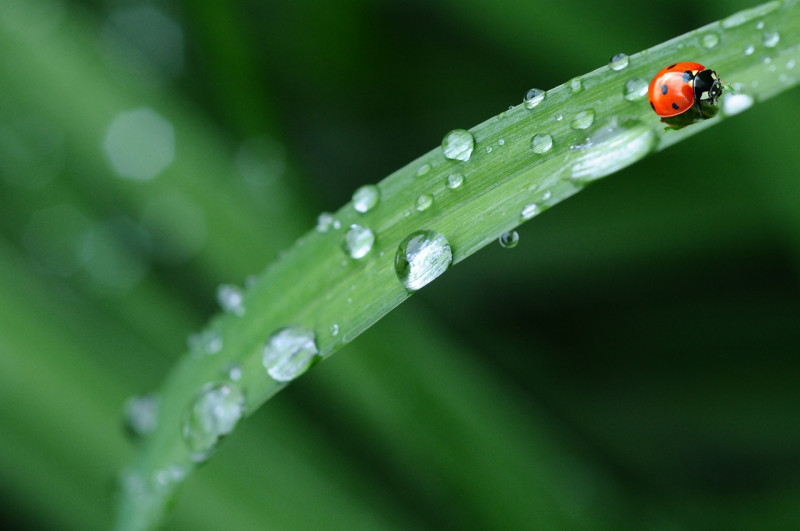 coccinelle