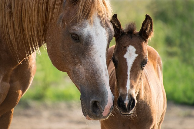 foal-gd73ecf4e8_640 - © pixabay foal-gd73ecf4e8_640