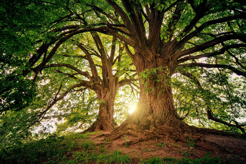 nature nature