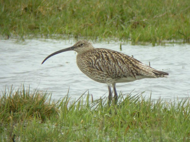 oiseaux