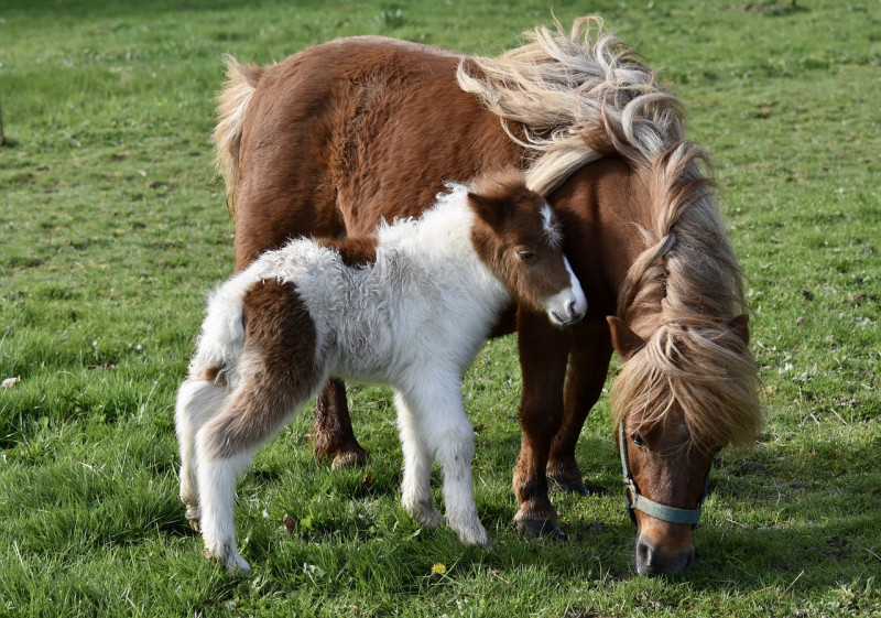 poney - © pixabay poney