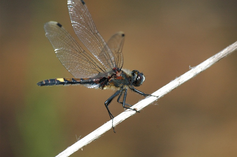 visite-insectes-138691 visite-insectes-138691